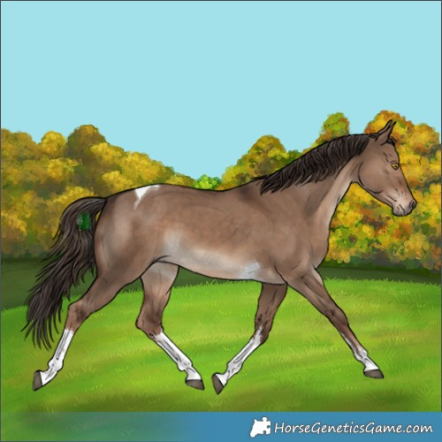 Horse Color:White Spotted Liver Red Dun Tobiano 