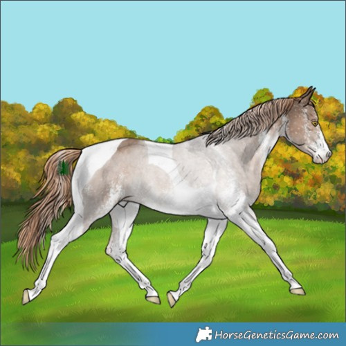Horse Color:White Spotted Liver Red Dun Tobiano Rabicano