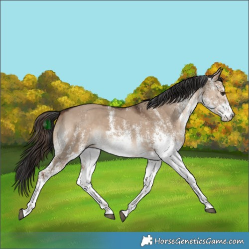 Horse Color:White Spotted Liver Red Dun Rabicano 