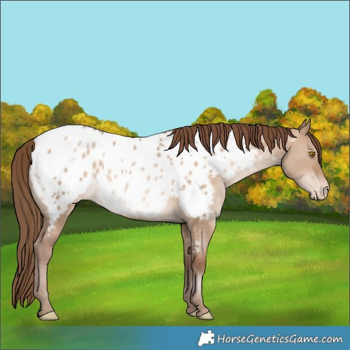 Horse Color:Bay Pearl Dun Appaloosa Rabicano 