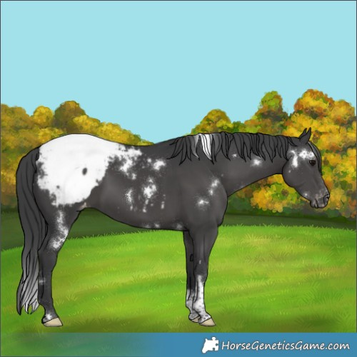 Horse Color:White Spotted Black Tobiano Appaloosa 