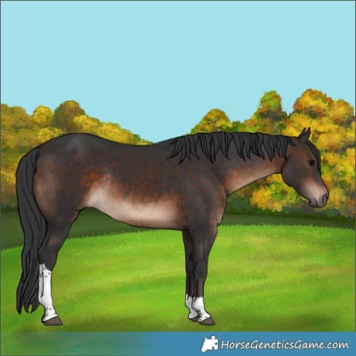 Horse Color:Brown Tobiano Rabicano 