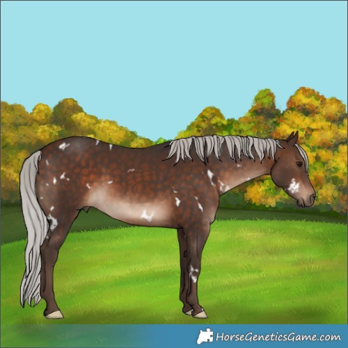 Horse Color:White Spotted Silver Bay