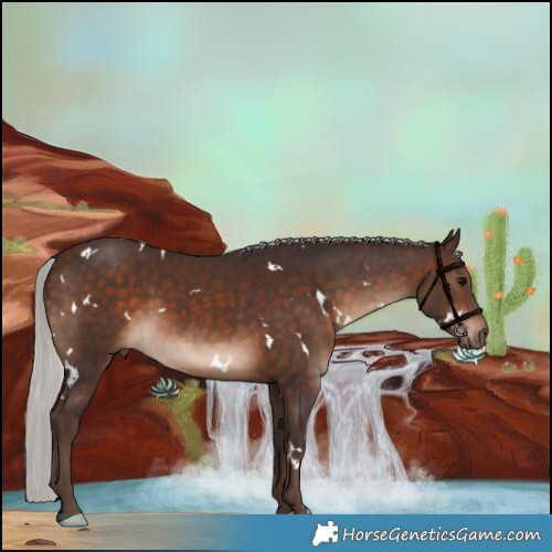 Horse Color:White Spotted Silver Bay
