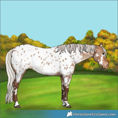 Horse Color:White Spotted Silver Bay Dun Appaloosa Rabicano 