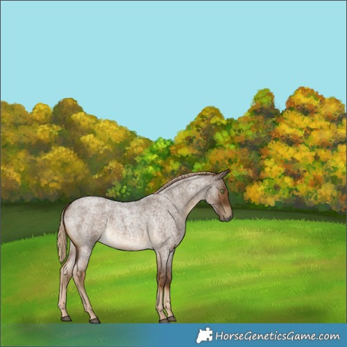 Horse Color:White Spotted Chocolate Palomino Roan