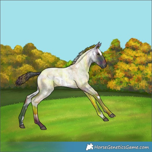 Horse Color:Nacre White Spotted Liver Red Roan 