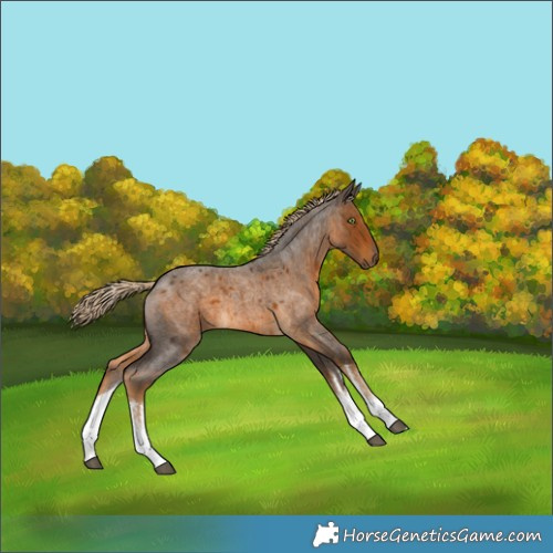 Horse Color:White Spotted Chocolate Palomino Roan 