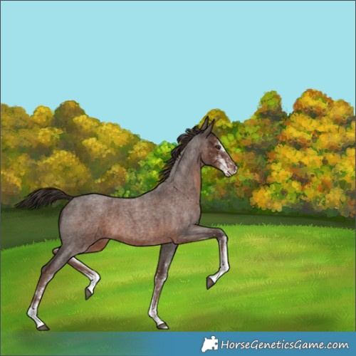 Horse Color:White Spotted Liver Red Roan