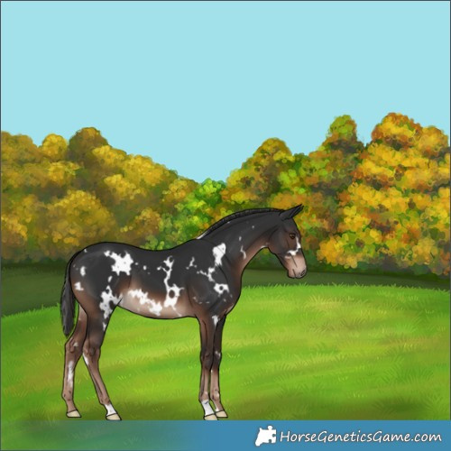 Horse Color:White Spotted Liver Chestnut