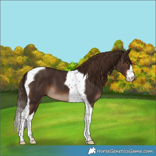 Horse Color:White Spotted Liver Chestnut Tobiano 