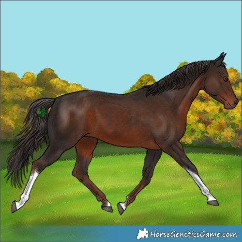 Horse Color:White Spotted Liver Chestnut Tobiano 