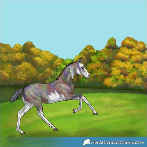 Horse Color:Nacre White Spotted Liver Red Dun Rabicano 
