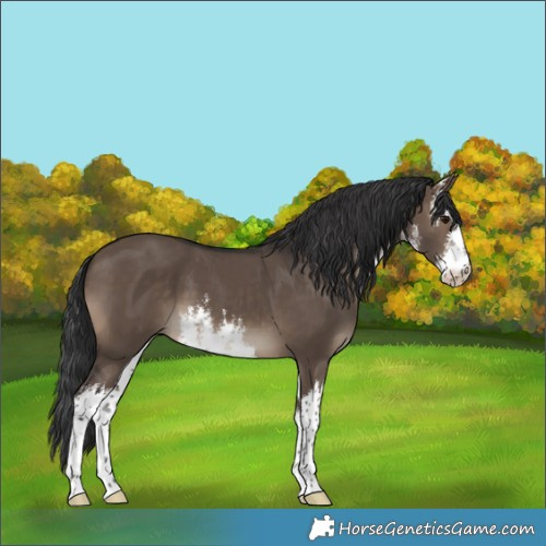 Horse Color:White Spotted Brown Dun