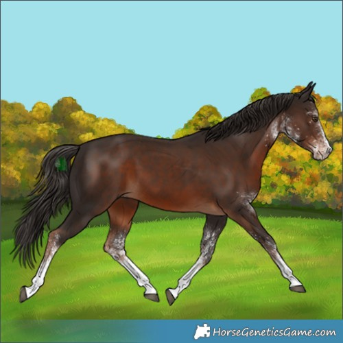 Horse Color:White Spotted Liver Chestnut 