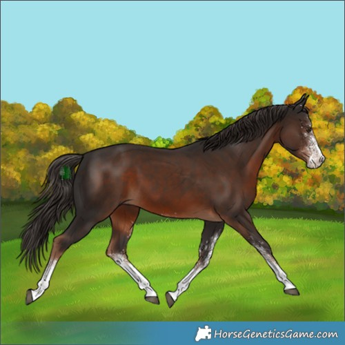 Horse Color:White Spotted Liver Chestnut