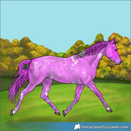 Horse Color:Watercolor White Spotted Liver Red Roan