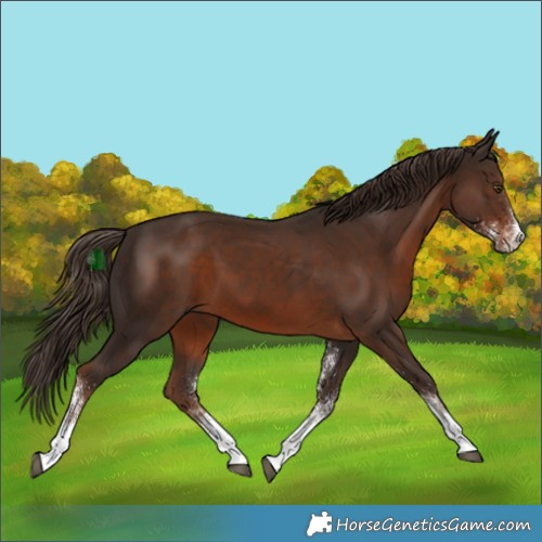 Horse Color:White Spotted Liver Chestnut