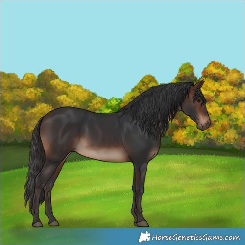 Horse Color:White Spotted Brown
