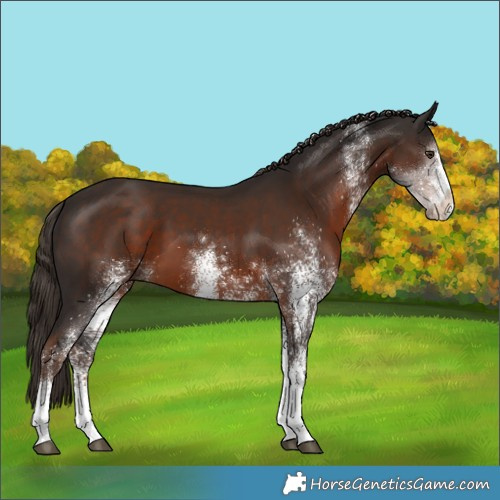 Horse Color:White Spotted Liver Chestnut Tobiano 