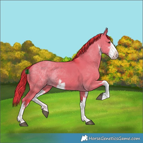 Horse Color:Watercolor White Spotted Liver Red Dun Rabicano 