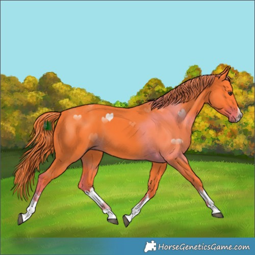 Horse Color:Watercolor White Spotted Liver Chestnut