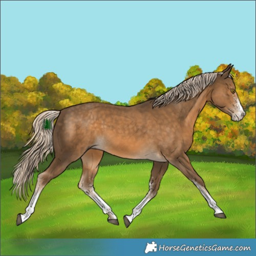 Horse Color:White Spotted Chocolate Palomino