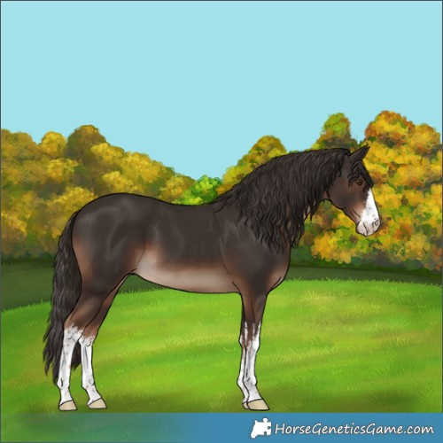 Horse Color:White Spotted Liver Chestnut