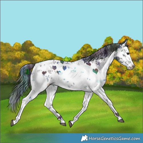 Horse Color:Nacre White Spotted Brown Sabino 
