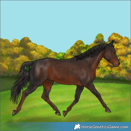Horse Color:White Spotted Liver Chestnut