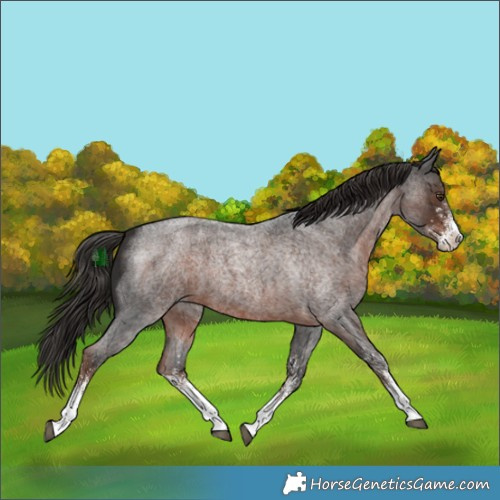 Horse Color:White Spotted Liver Red Roan