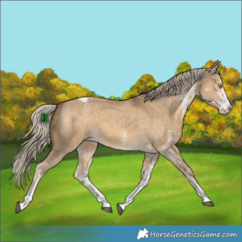 Horse Color:White Spotted Chocolate Palomino Dun Appaloosa 