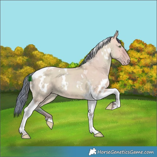 Horse Color:Watercolor White Spotted Sable Champagne Dun Tobiano 