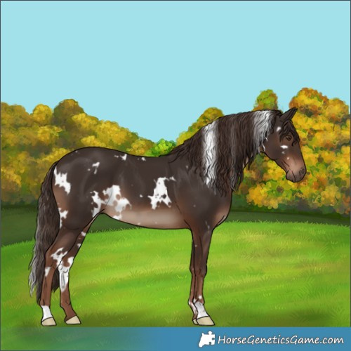 Horse Color:White Spotted Liver Chestnut 