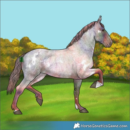 Horse Color:Nacre White Spotted Liver Red Roan 