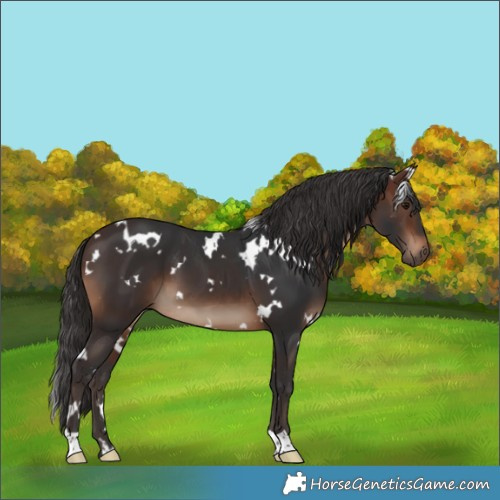 Horse Color:White Spotted Brown 