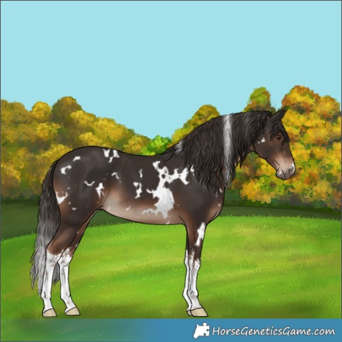 Horse Color:White Spotted Liver Chestnut 