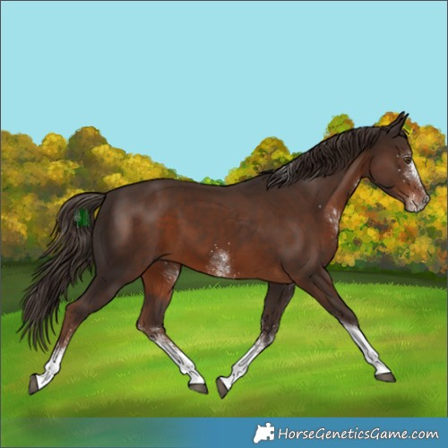 Horse Color:White Spotted Liver Chestnut Tobiano 