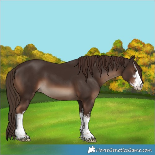 Horse Color:White Spotted Liver Chestnut 