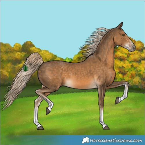 Horse Color:White Spotted Chocolate Palomino
