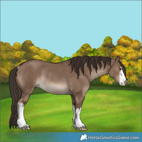 Horse Color:White Spotted Liver Red Dun Rabicano