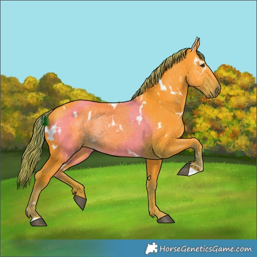 Horse Color:Watercolor White Spotted Liver Chestnut