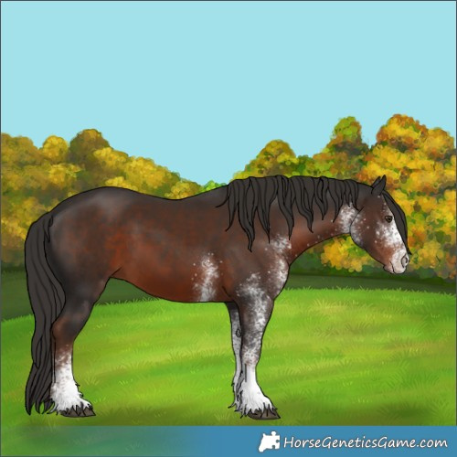 Horse Color:White Spotted Liver Chestnut