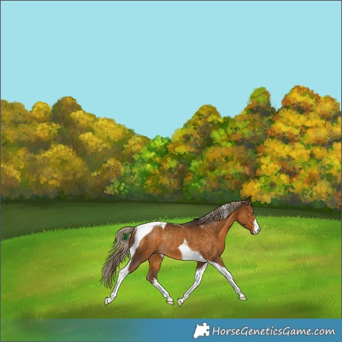 Horse Color:White Spotted Chocolate Palomino Tobiano Rabicano