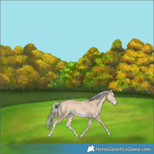 Horse Color:White Spotted Cremello Splash Tobiano Rabicano 