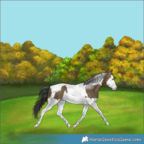 Horse Color:White Spotted Buckskin Dun Splash Tobiano Rabicano 