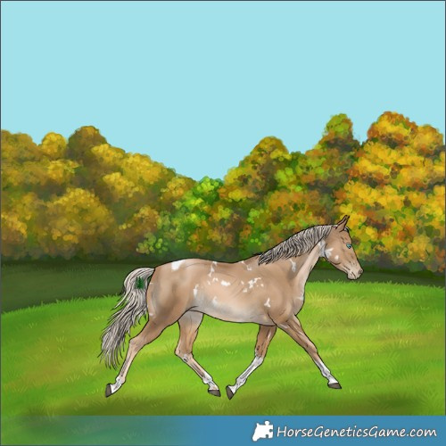 Horse Color:White Spotted Chocolate Palomino Snowdrop Tobiano Rabicano 