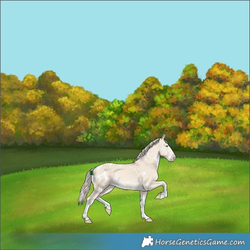 Horse Color:White Spotted Cremello Dun Splash Rabicano