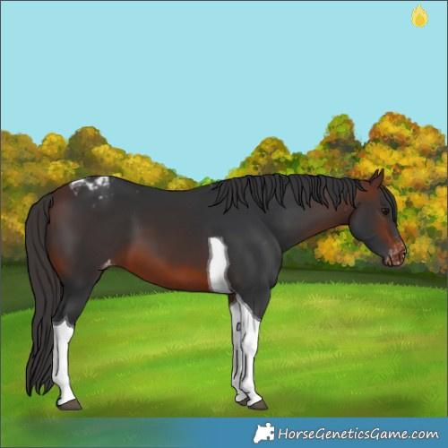 Horse Color:Brown Tobiano Appaloosa