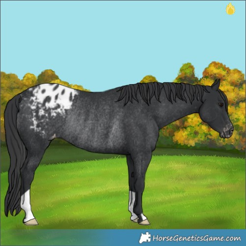 Horse Color:Black Appaloosa Rabicano